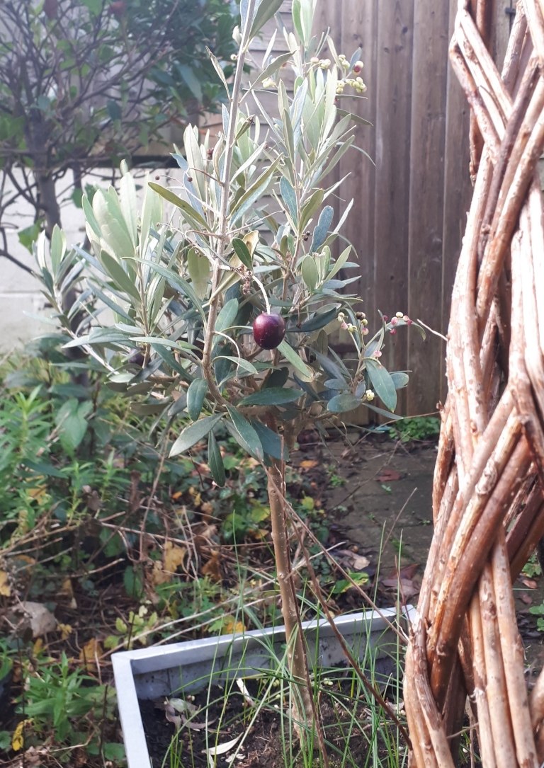 An olive on an olive tree