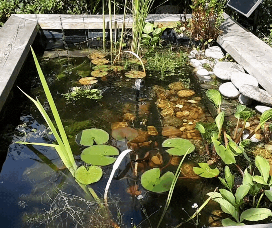 Making a raised wildlife pond