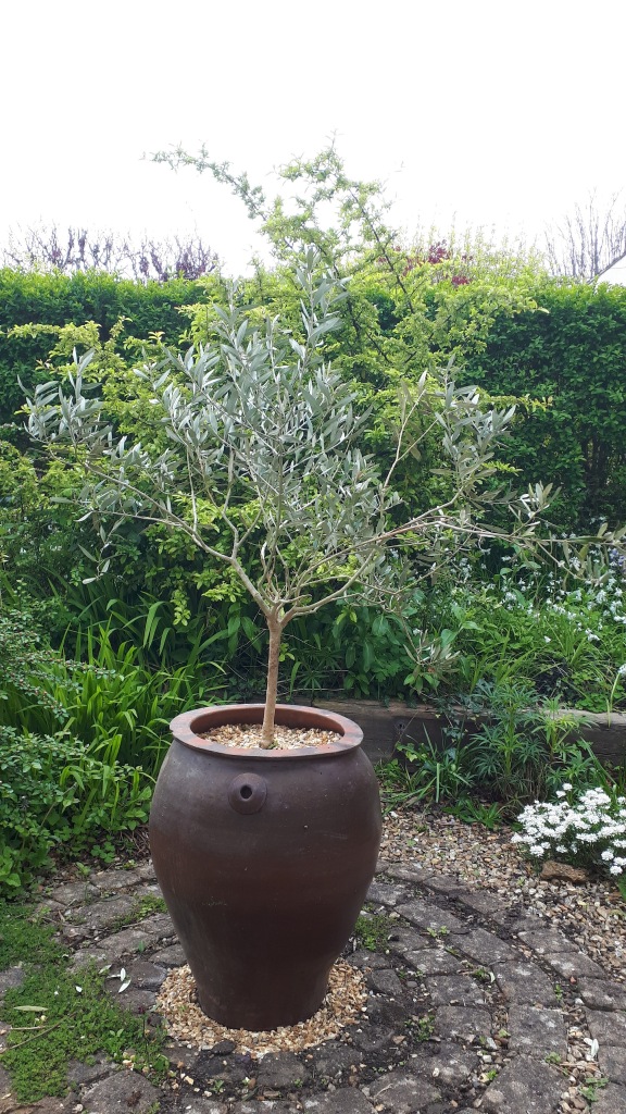 a large brown clay pot with a small olive tree